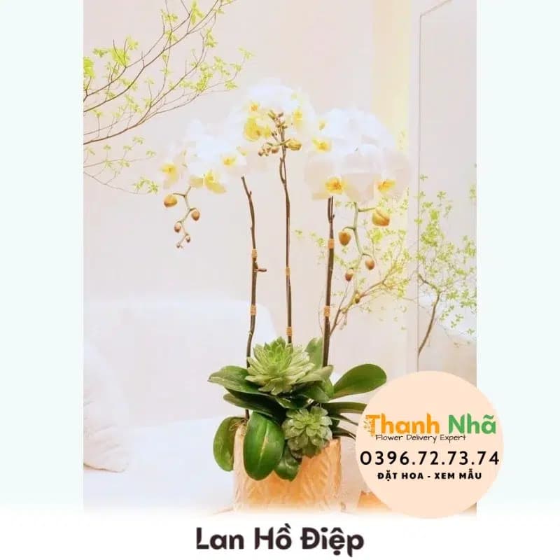 Lan Hồ Điệp – LHD005