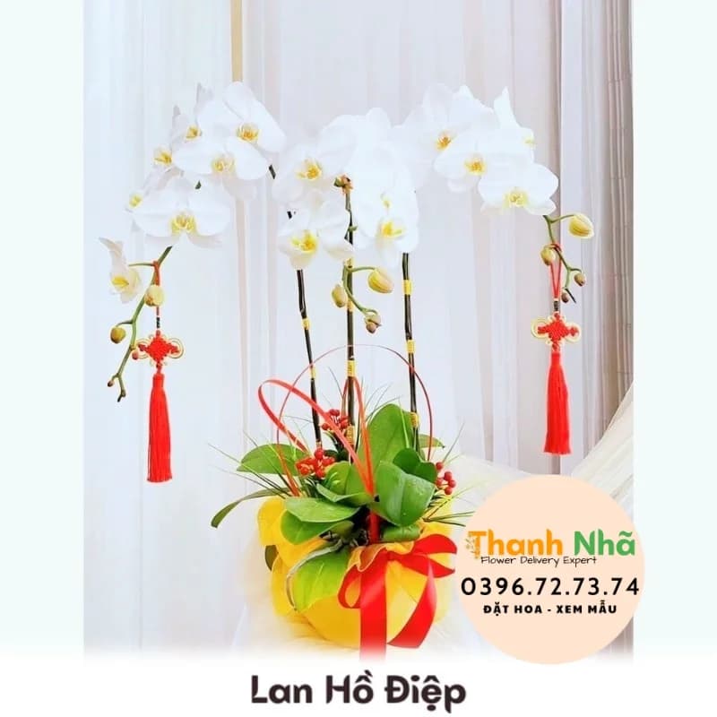 Lan Hồ Điệp – LHD006