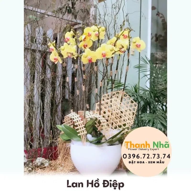 Lan Hồ Điệp – LHD007