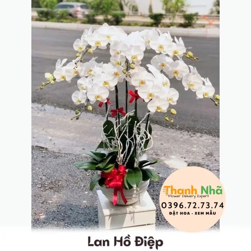 Lan Hồ Điệp – LHD008