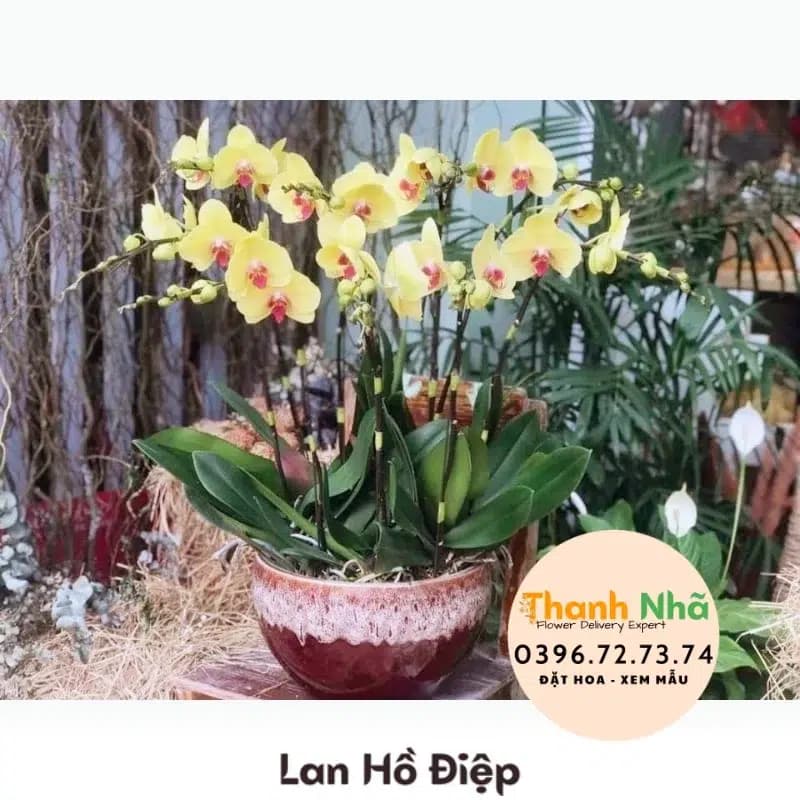 Lan Hồ Điệp – LHD009