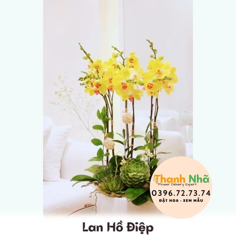 Lan Hồ Điệp – LHD012