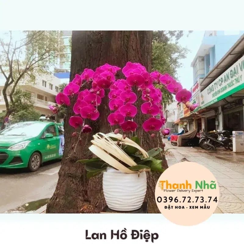Lan Hồ Điệp – LHD013