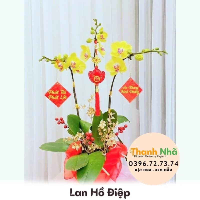 Lan Hồ Điệp – LHD014