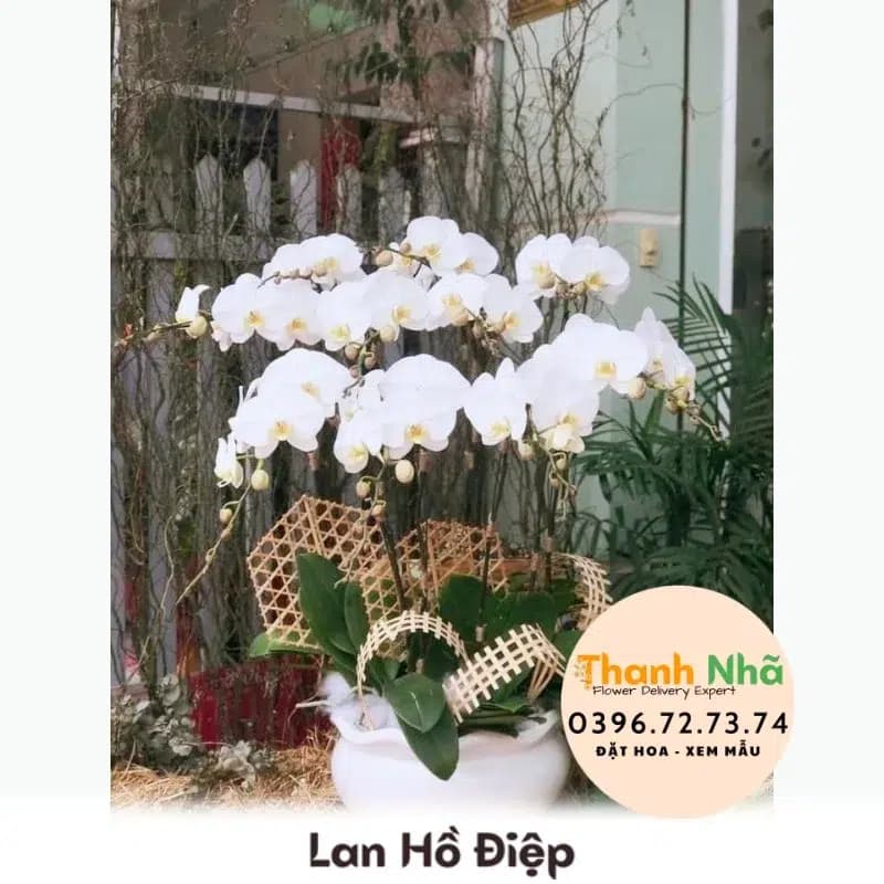 Lan Hồ Điệp – LHD015