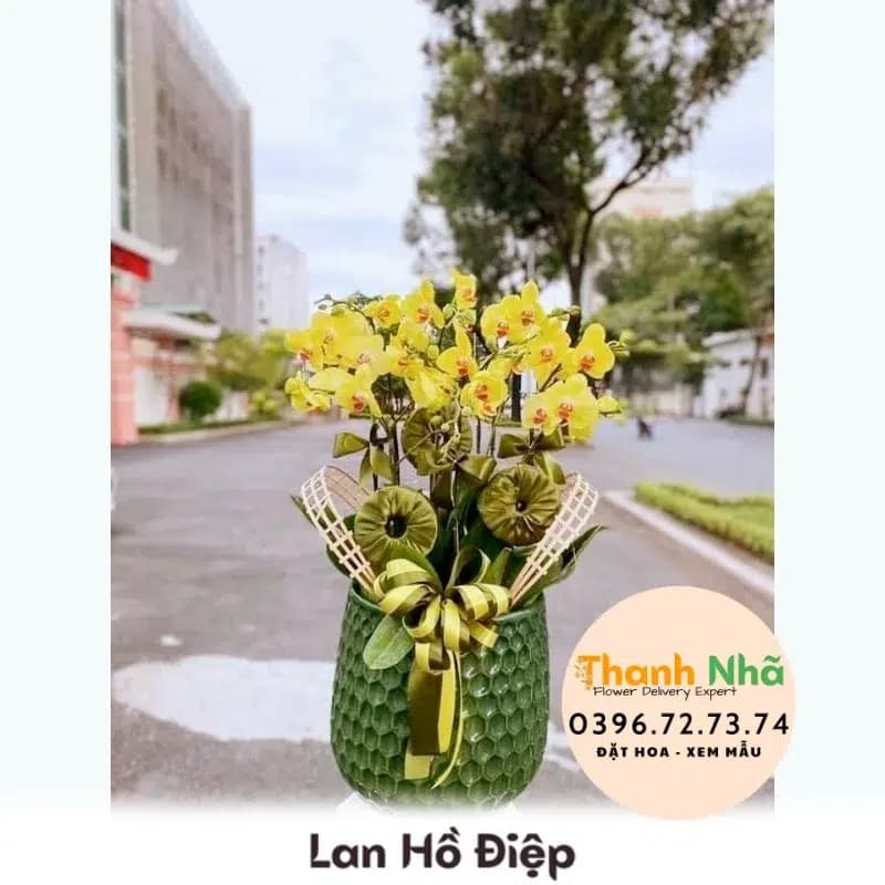Lan Hồ Điệp – LHD016
