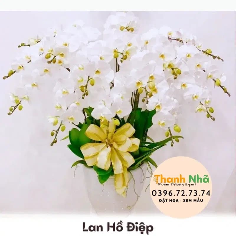 Lan Hồ Điệp – LHD017