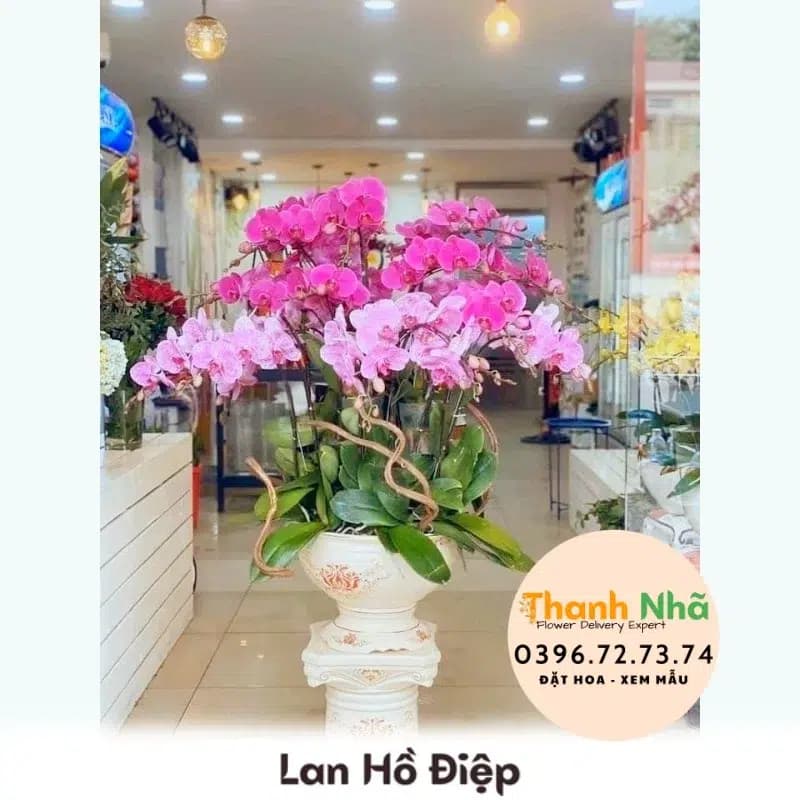 Lan Hồ Điệp – LHD018