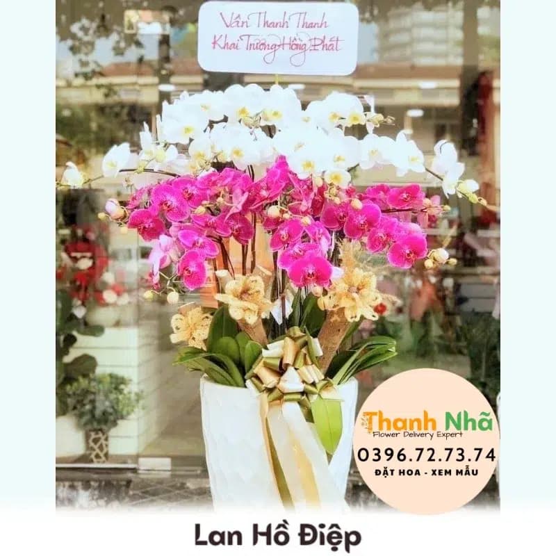 Lan Hồ Điệp – LHD019