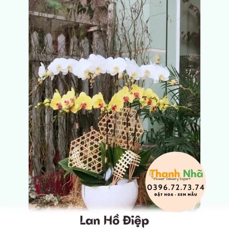 Lan Hồ Điệp – LHD021