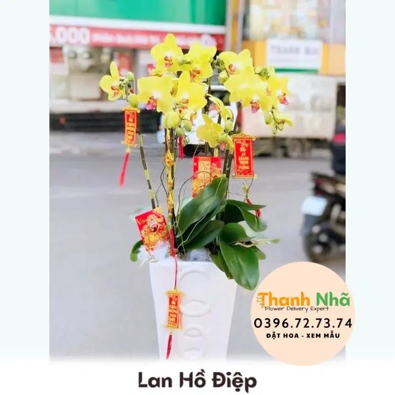 Lan Hồ Điệp – LHD022