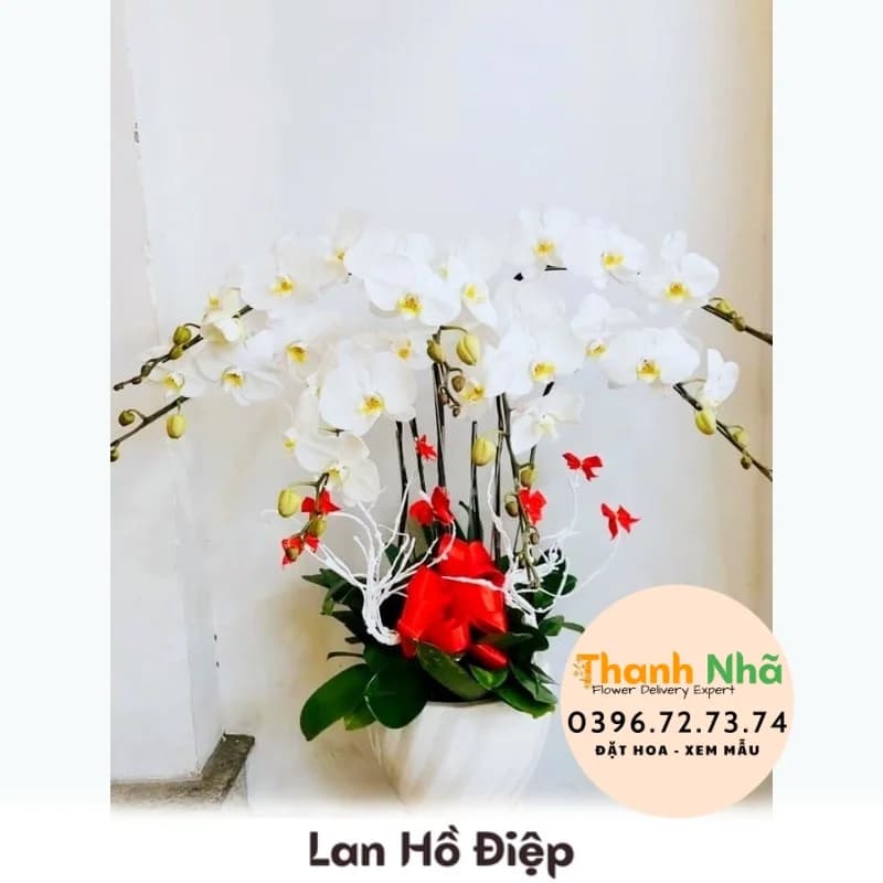 Lan Hồ Điệp – LHD024