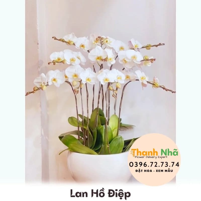 Lan Hồ Điệp – LHD025