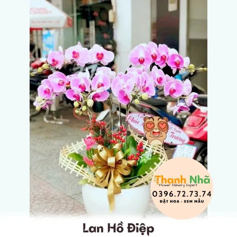 Lan Hồ Điệp – LHD026