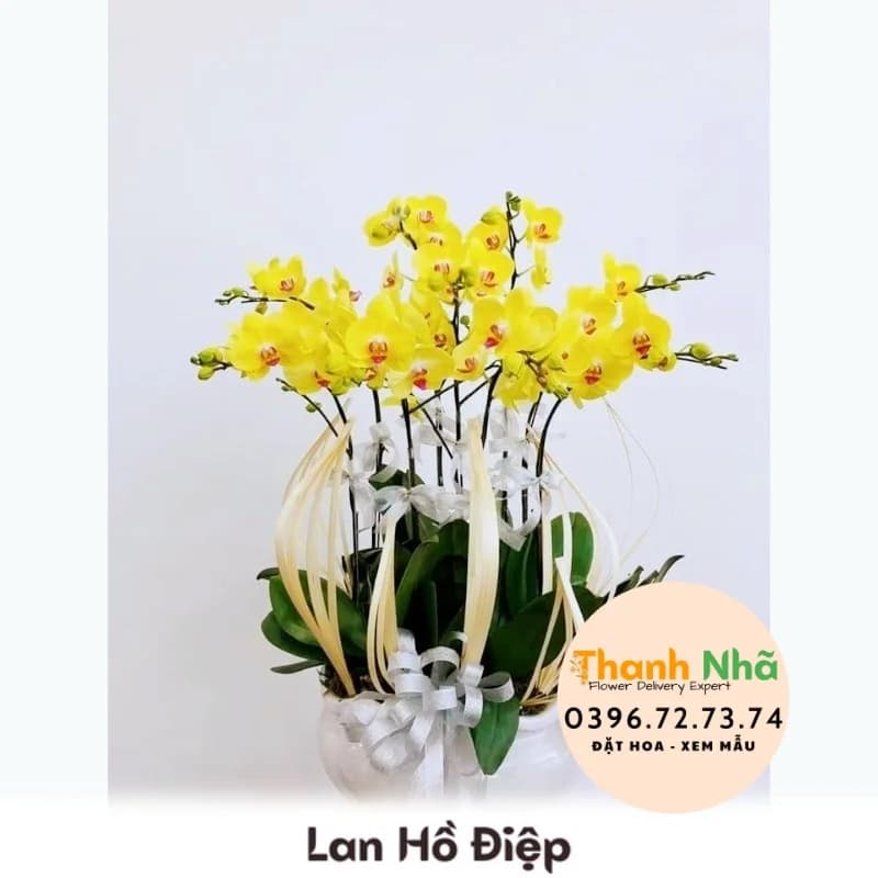 Lan Hồ Điệp – LHD028