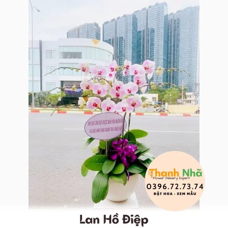 Lan Hồ Điệp – LHD030