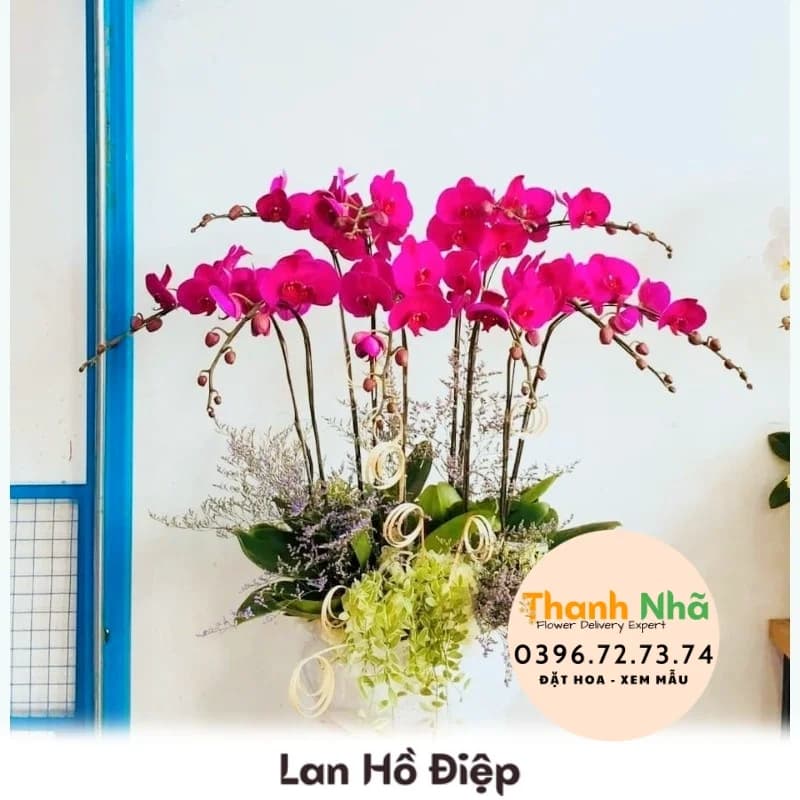 Lan Hồ Điệp – LHD031