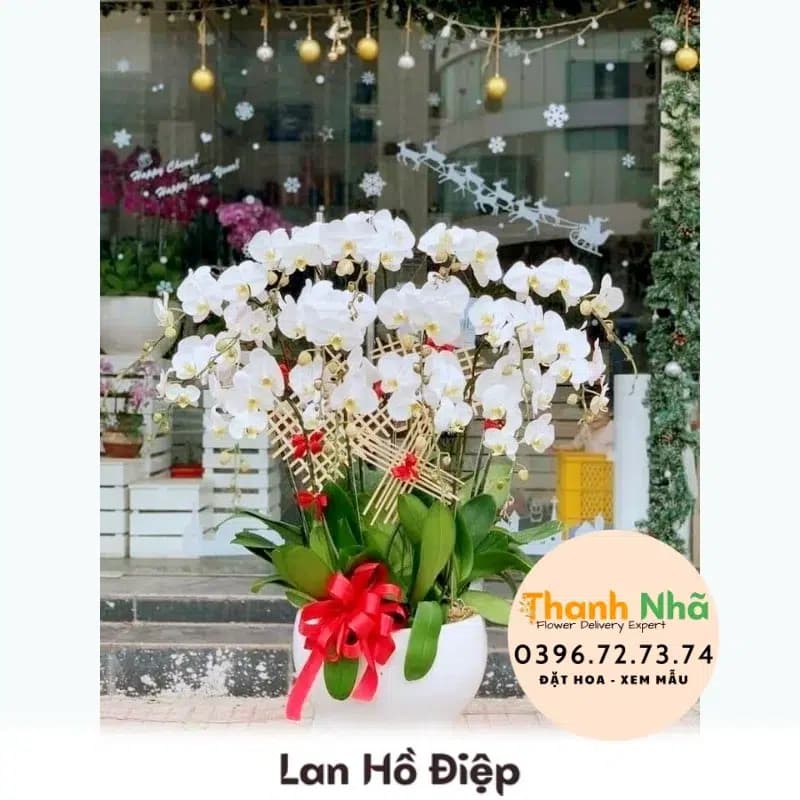Lan Hồ Điệp – LHD032