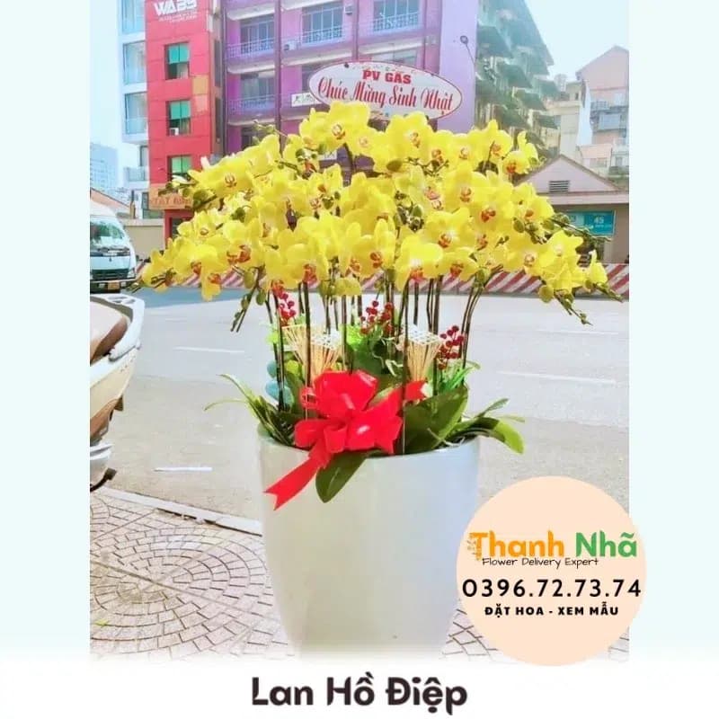Lan Hồ Điệp – LHD034