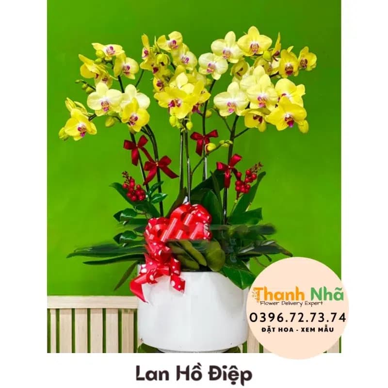 Lan Hồ Điệp – LHD035
