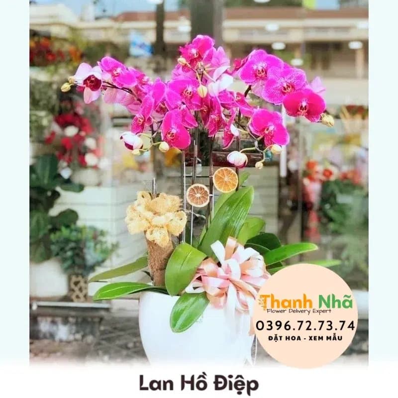 Lan Hồ Điệp – LHD036