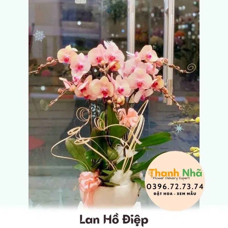 Lan Hồ Điệp – LHD037