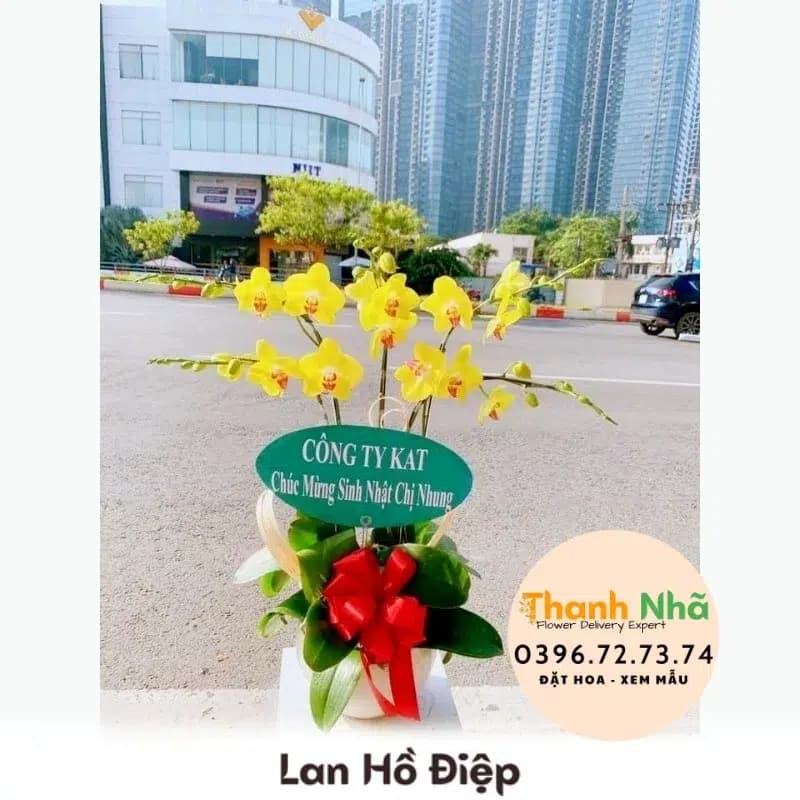 Lan Hồ Điệp – LHD039