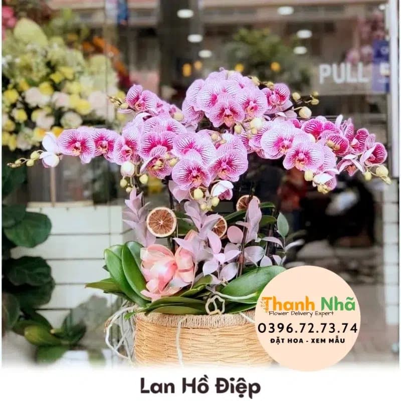 Lan Hồ Điệp – LHD040