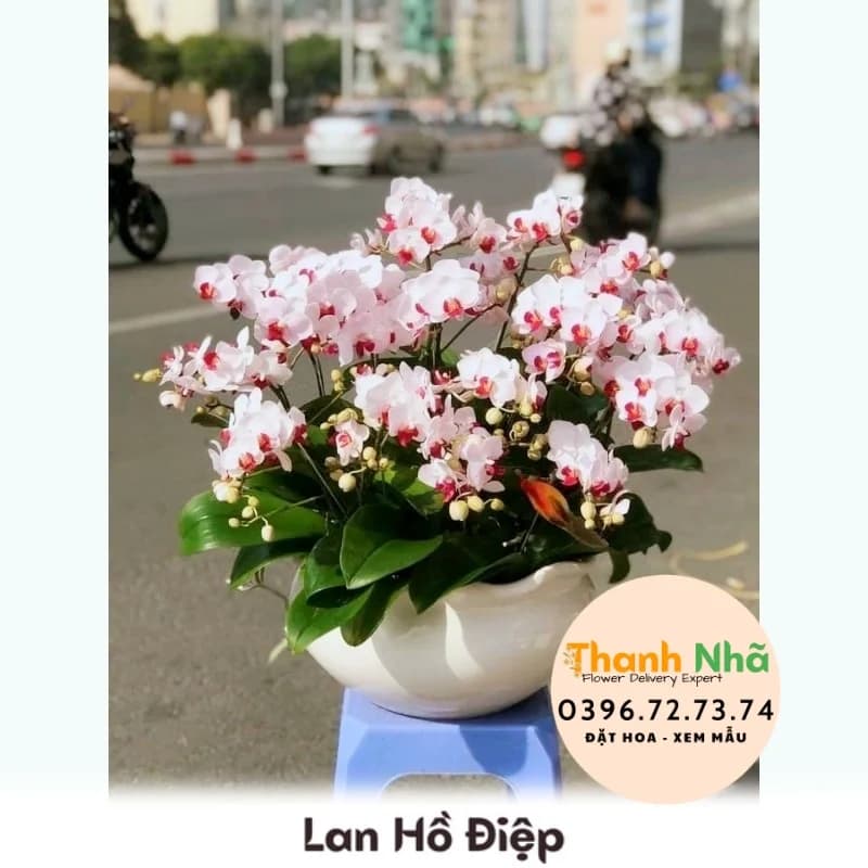Lan Hồ Điệp – LHD044