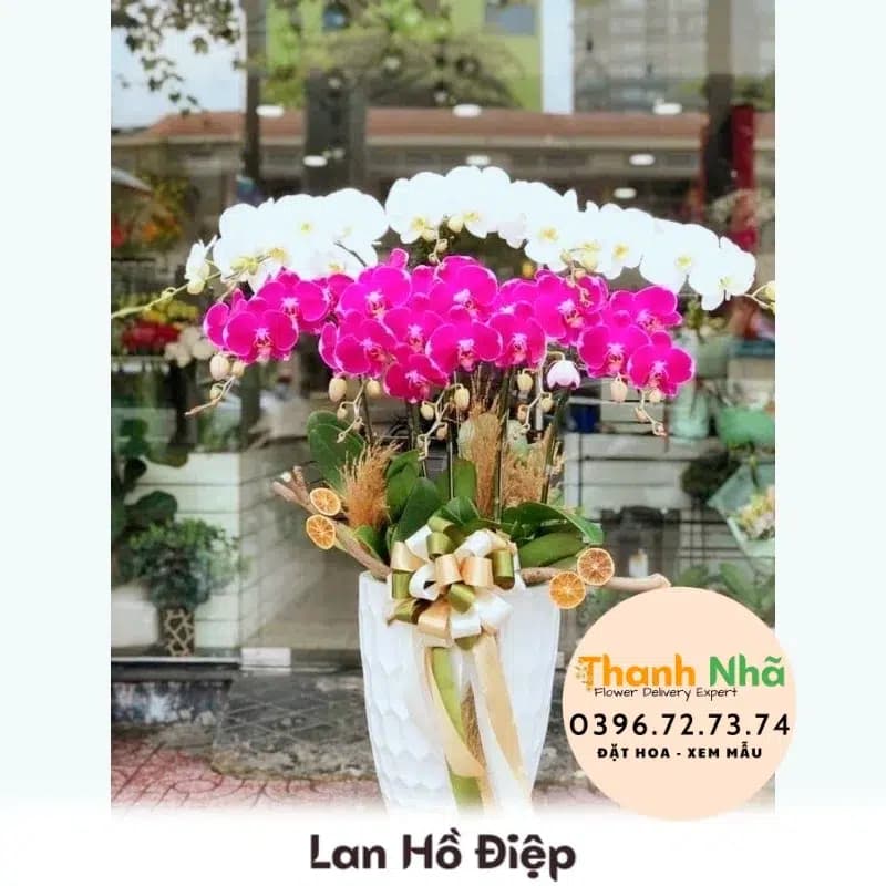 Lan Hồ Điệp – LHD045