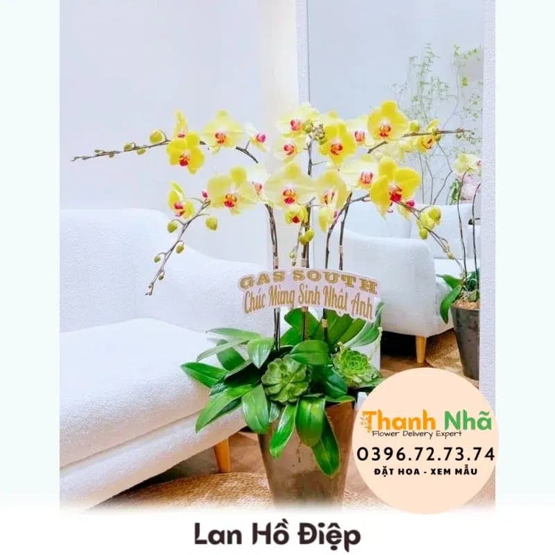 Lan Hồ Điệp – LHD046