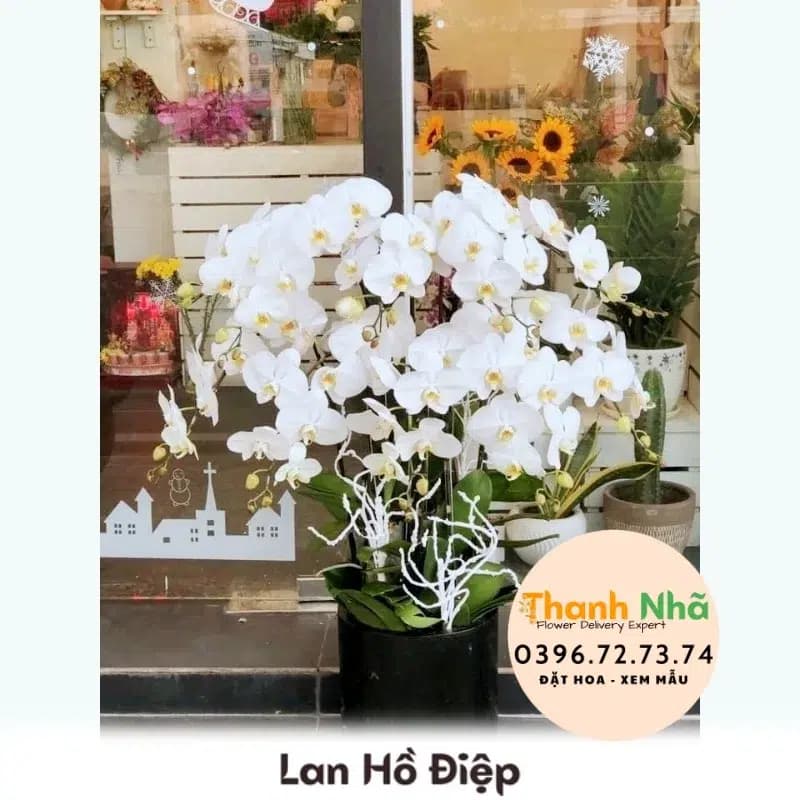 Lan Hồ Điệp – LHD047