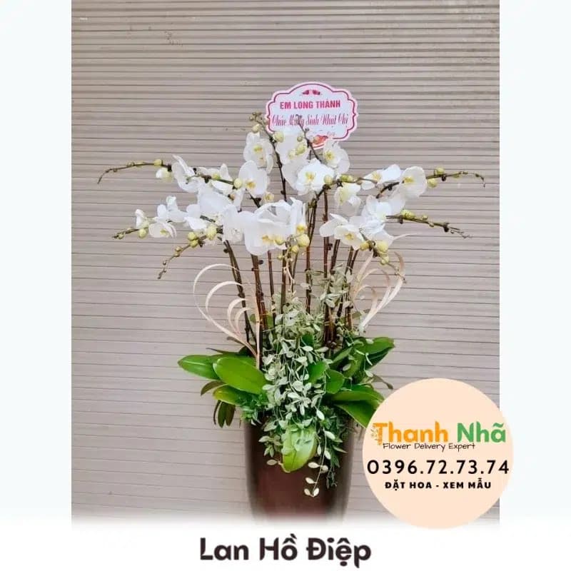 Lan Hồ Điệp – LHD048