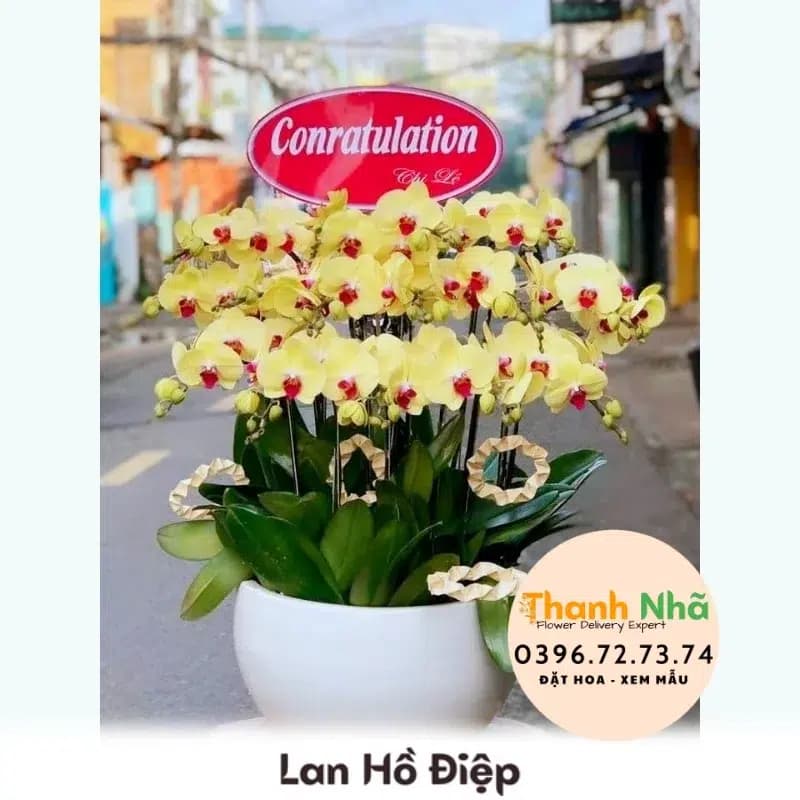 Lan Hồ Điệp – LHD049