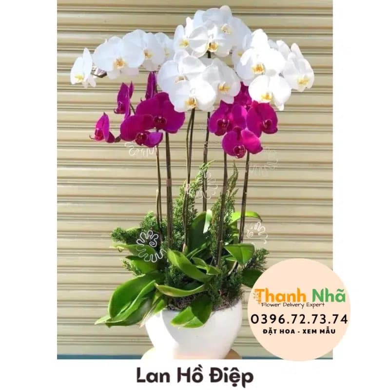 Lan Hồ Điệp – LHD050