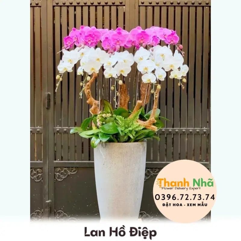 Lan Hồ Điệp – LHD051
