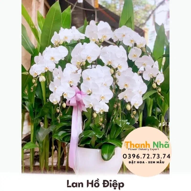 Lan Hồ Điệp – LHD054