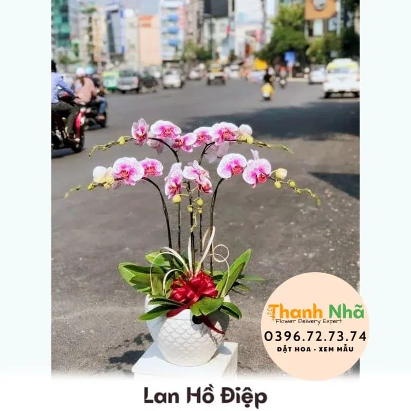 Lan Hồ Điệp – LHD057