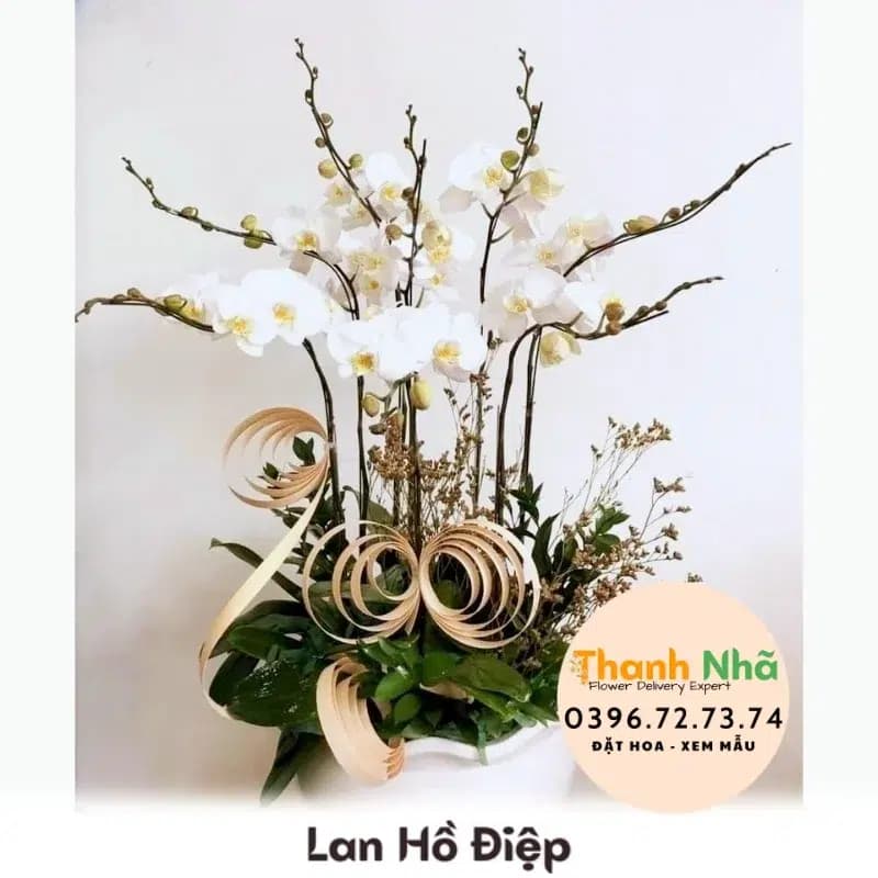 Lan Hồ Điệp – LHD058