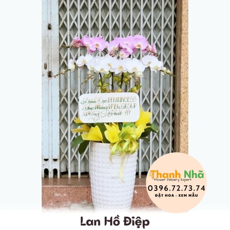 Lan Hồ Điệp – LHD059