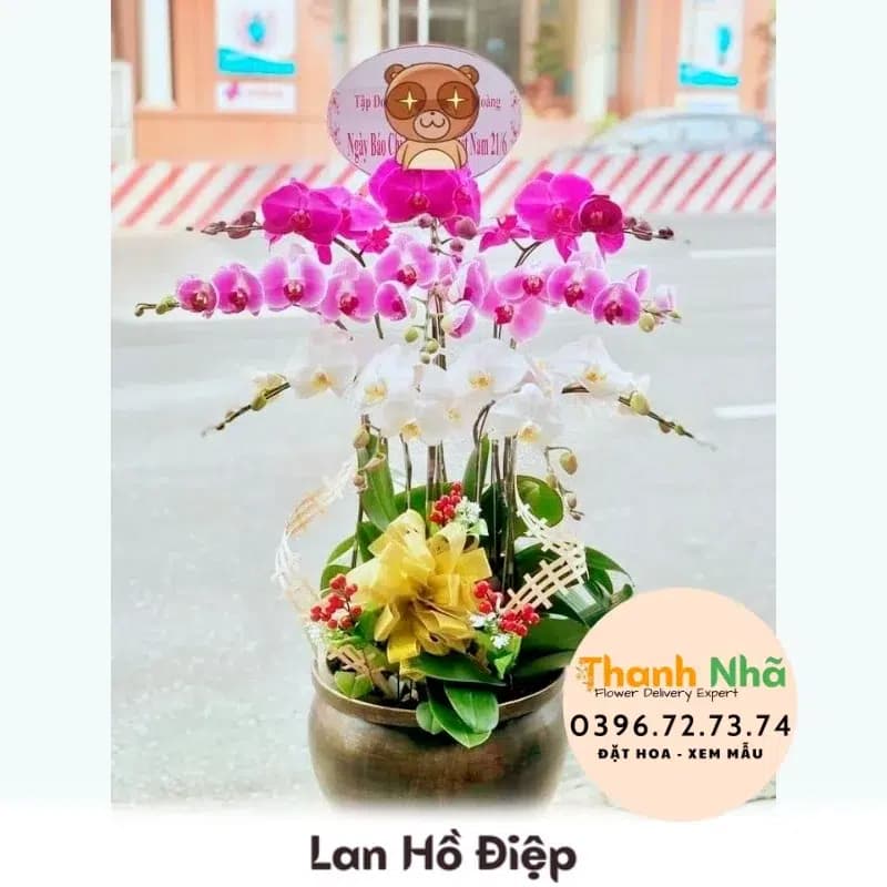 Lan Hồ Điệp – LHD060