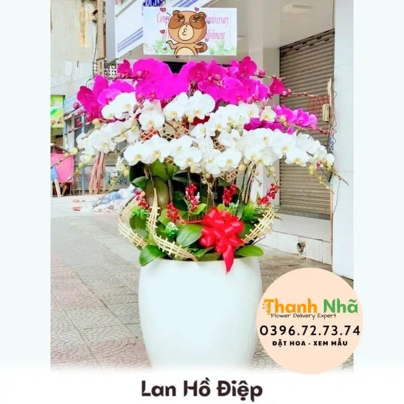 Lan Hồ Điệp – LHD061