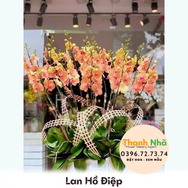 Lan Hồ Điệp – LHD062