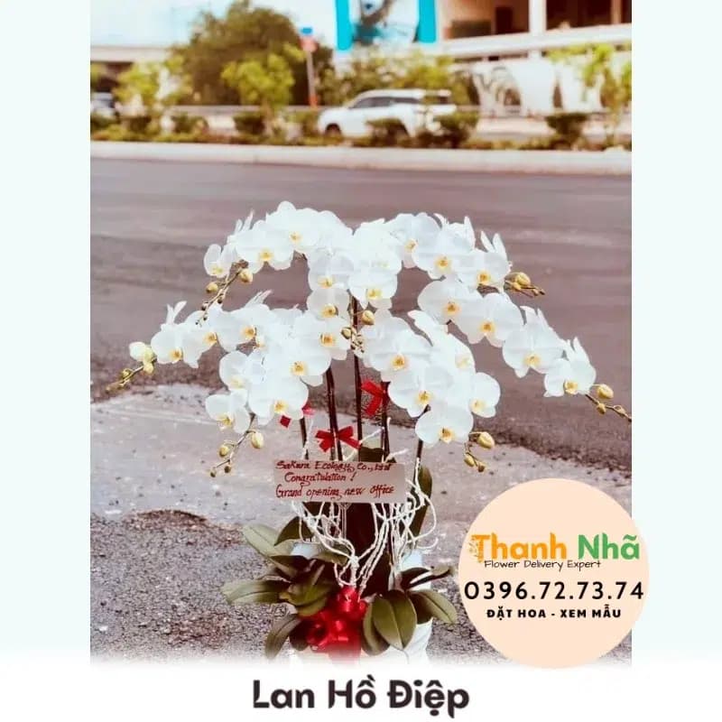 Lan Hồ Điệp – LHD064