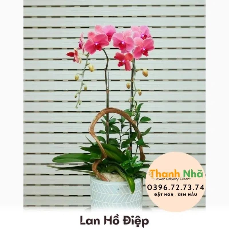Lan Hồ Điệp – LHD065