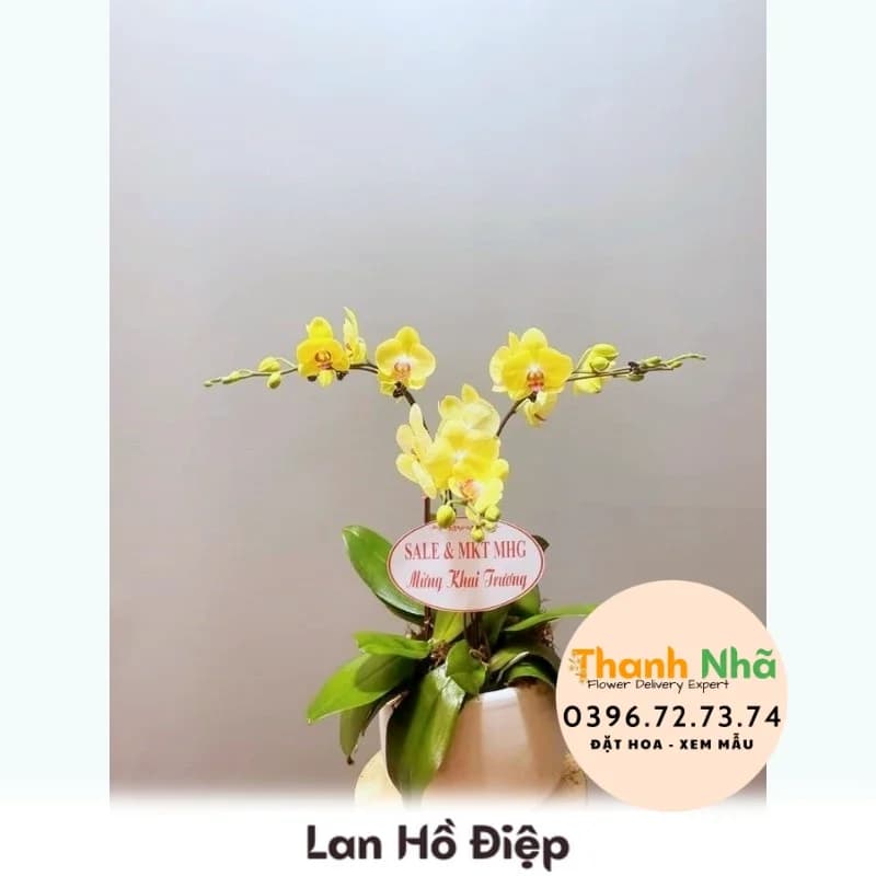 Lan Hồ Điệp – LHD067