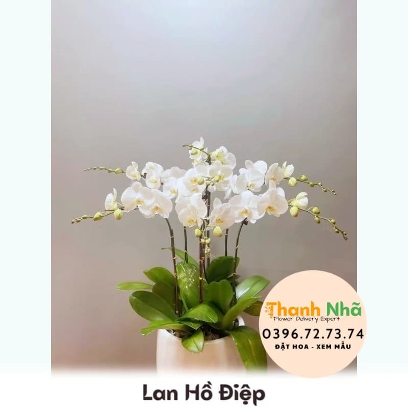 Lan Hồ Điệp – LHD068