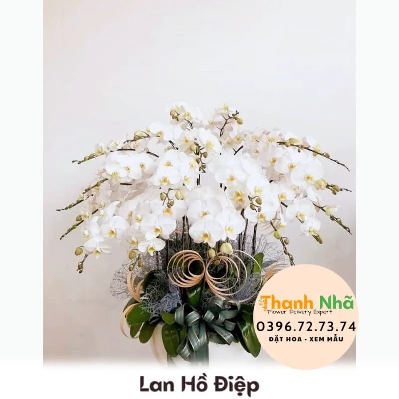 Lan Hồ Điệp – LHD072