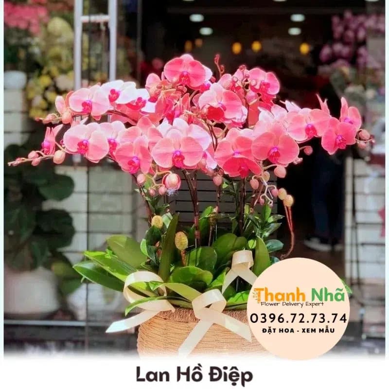 Lan Hồ Điệp – LHD076