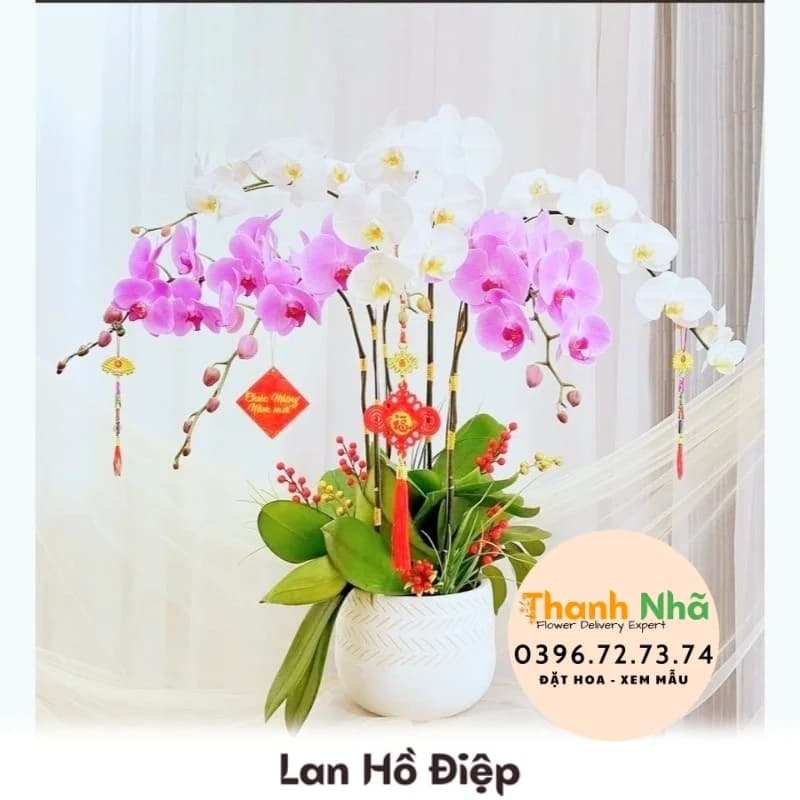 Lan Hồ Điệp – LHD078